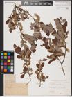 Foto von Salix aurita L.